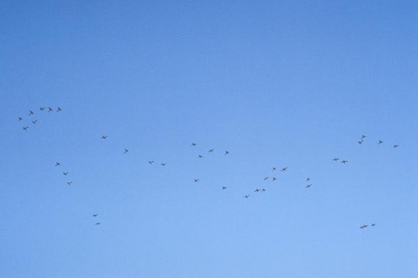Birds, Calgary, 2020
