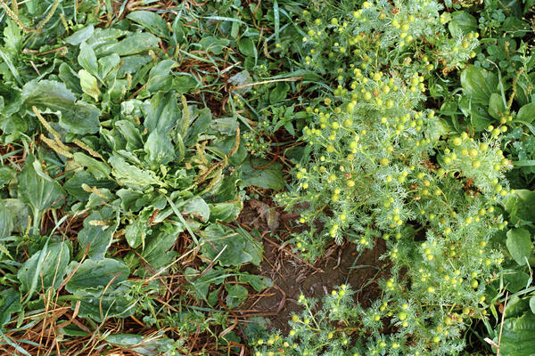 Plantain & Pineapple Weed, Charlevoix, 2025
