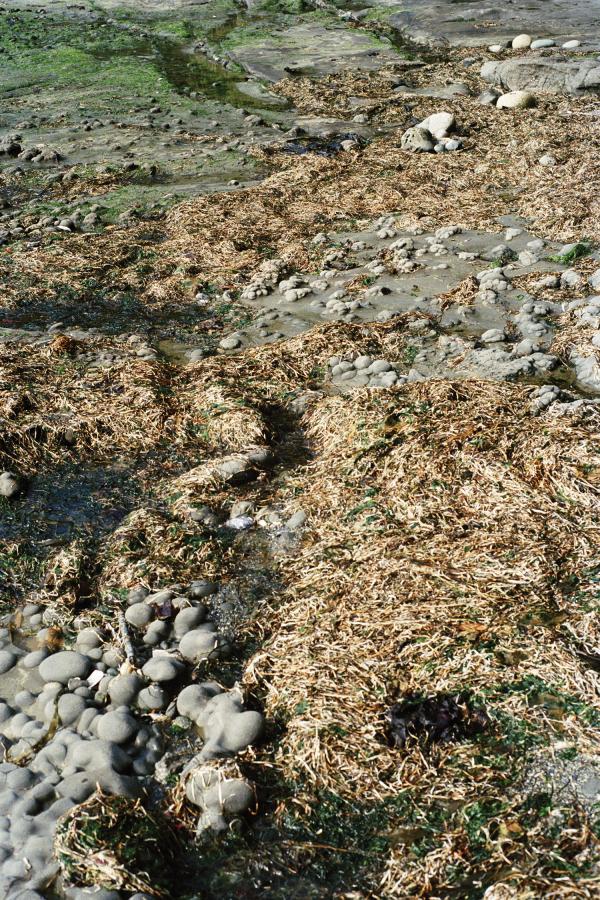 Low Tide, West Coast Trail, BC 2023