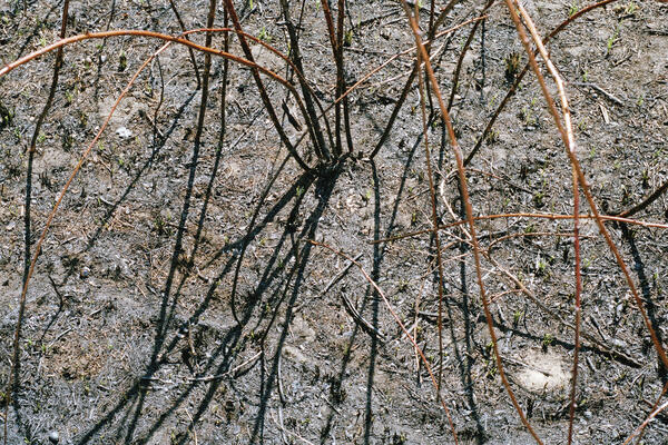 After the Burn (High Park), Toronto, 2018