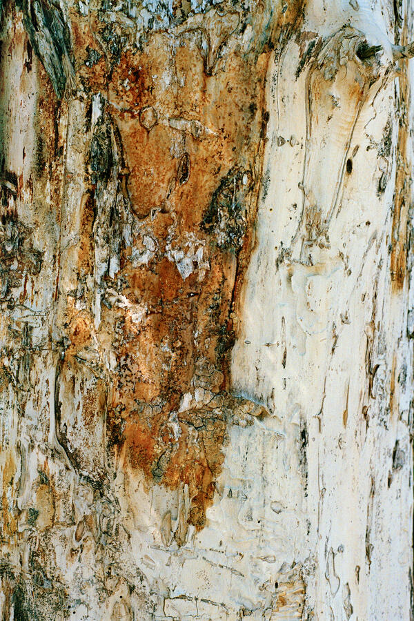 Leaching, Banff National Park, 2025