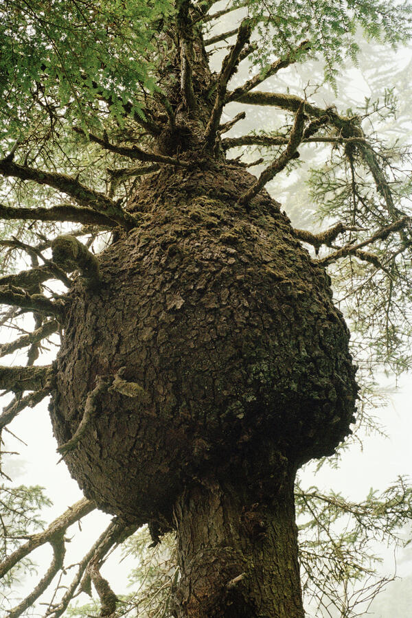 Burl, West Coast Trail BC, 2023