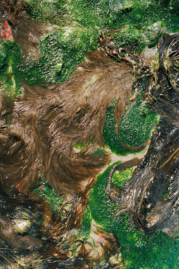 Accumulation, Movement, Aftermath, McNeill Bay BC, 2025