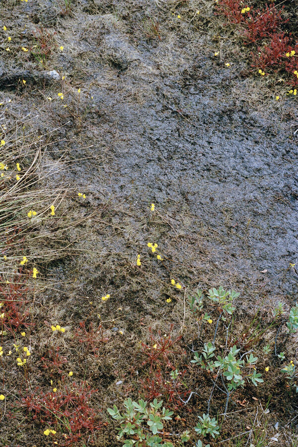 Seep, Nova Scotia, 2025