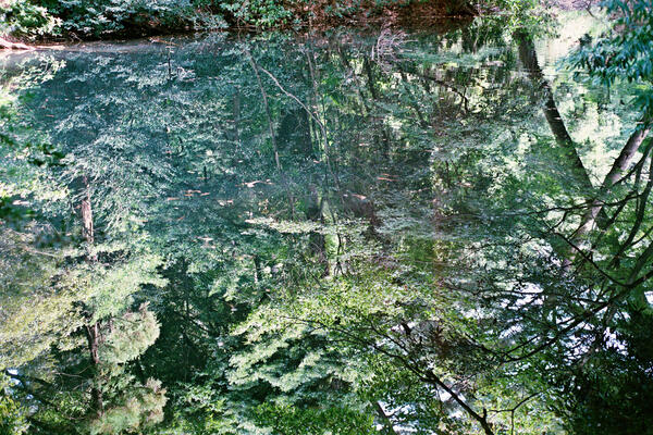 Pond, Shinjuku Gyoen National Garden, Tokyo, 2016