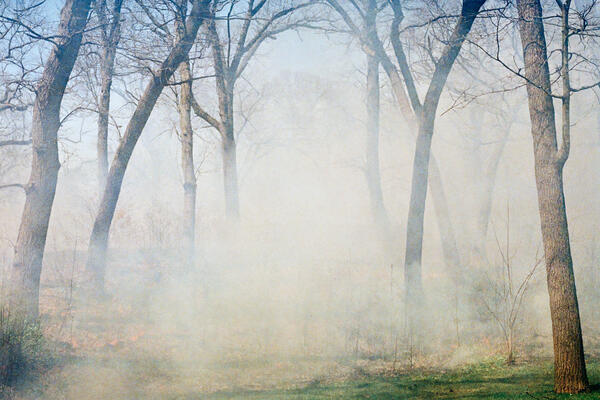 Prescribe Burn, High Park, Toronto 2022