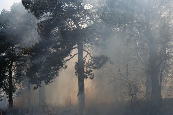 Prescribed Burn (High Park), Toronto, 2022