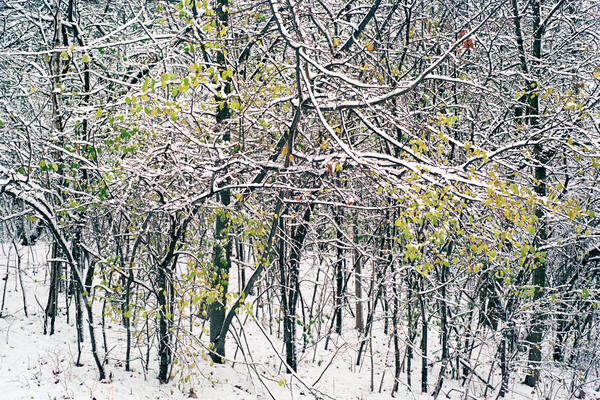 Spring Road, Toronto, 2020