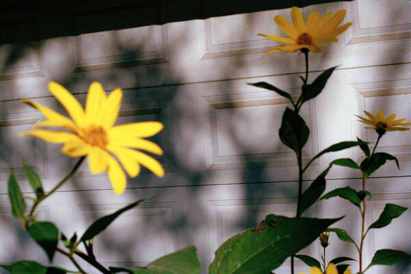 Sunflowers, Toronto, 2015